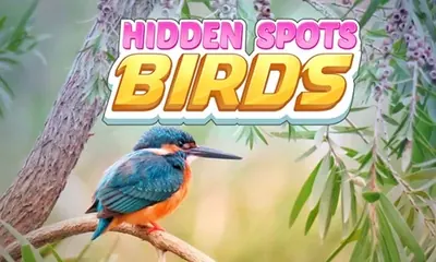 Hidden Spots: Birds game cover